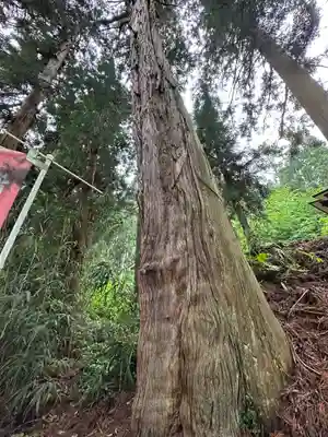 雲洞庵 芹沢観音の自然