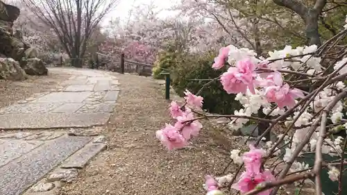 将軍塚青龍殿（青蓮院門跡）の自然