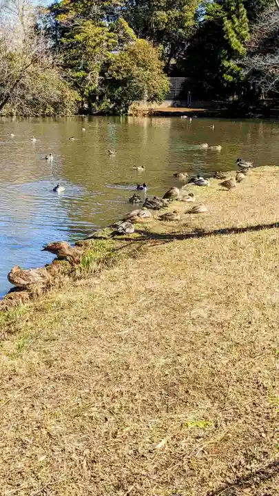菊田神社の動物