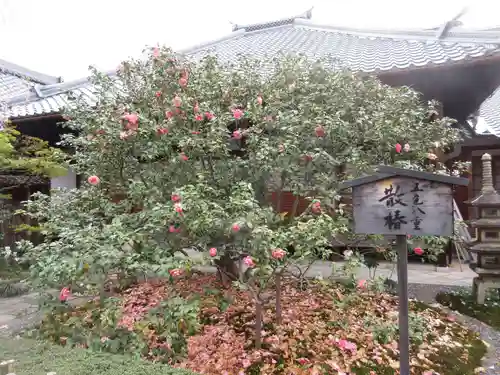 地蔵院（椿寺）の庭園