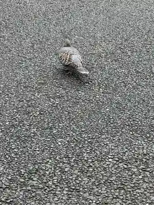 高幡不動尊　金剛寺(東京都)