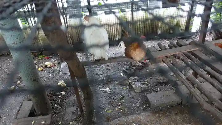 高知大神宮(高知県)