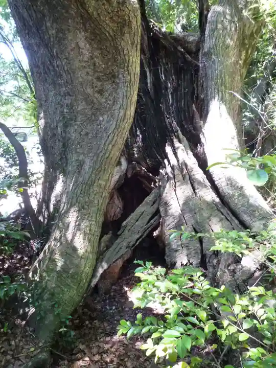 松下社(二見町)の自然