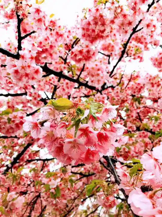 北野神社の自然