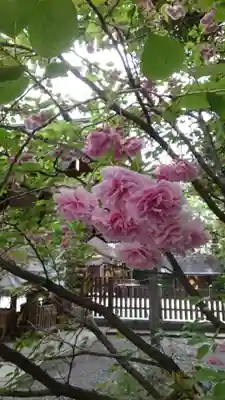 阿佐ヶ谷神明宮(東京都)