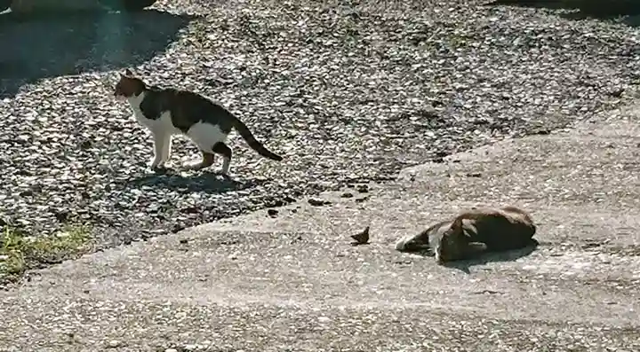 阿邪訶根神社の動物