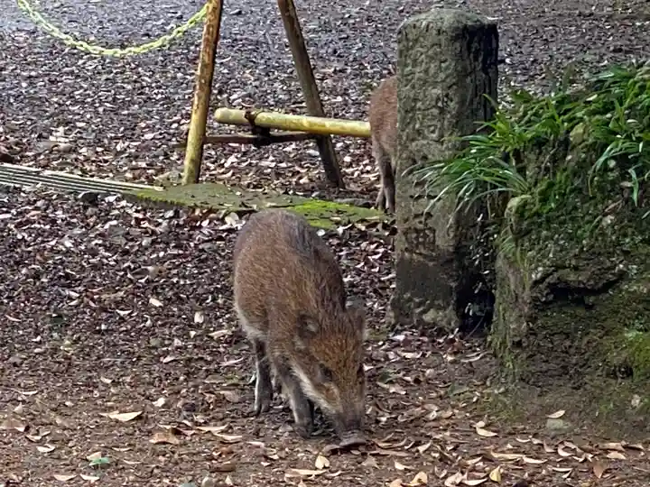 賀茂神社の動物