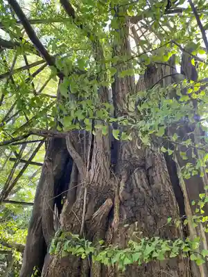 稲毛神社(神奈川県)