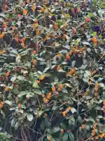 亀戸 香取神社(東京都)