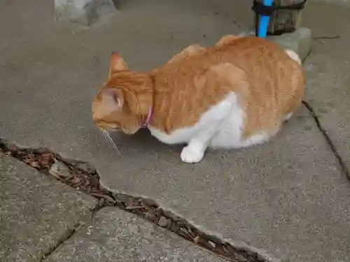 八枝神社の動物