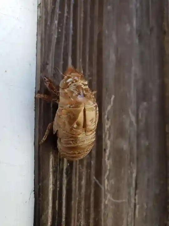 牛嶋天満宮の動物