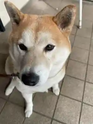 笠䅣稲荷神社(神奈川県)
