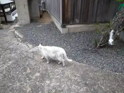 羽黒神社の動物