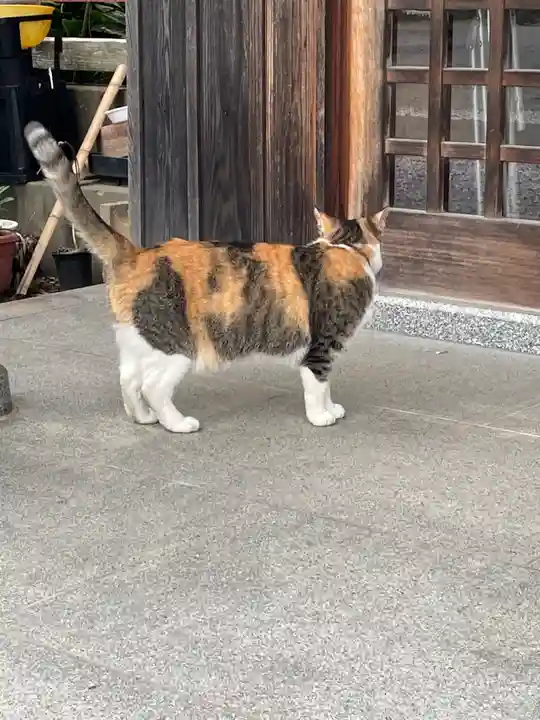 前玉神社の動物