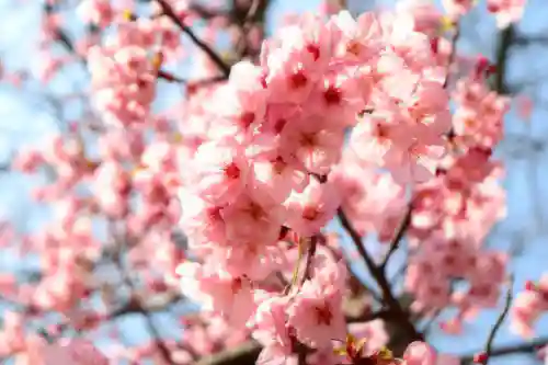 三津厳島神社の自然