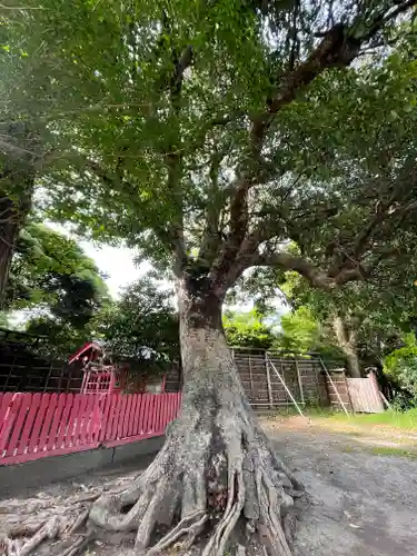正一位稲荷大明神（築山稲荷社）の自然