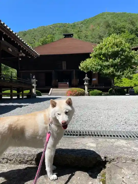 大善寺の動物