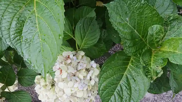 尾張大國霊神社(国府宮)の自然