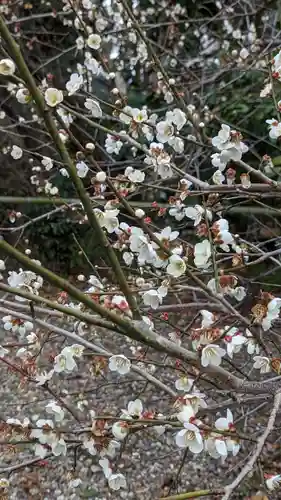 梅宮大社(京都府)