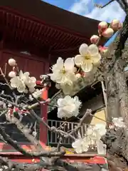 日吉神社の自然