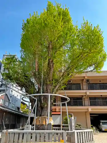 櫛田神社の自然