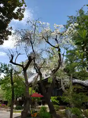 高徳寺(東京都)