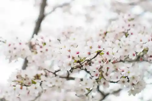 神谷稲荷明神社の自然