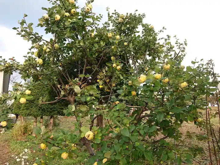 極楽山 浄土寺の自然