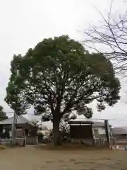 下総国三山　二宮神社の自然