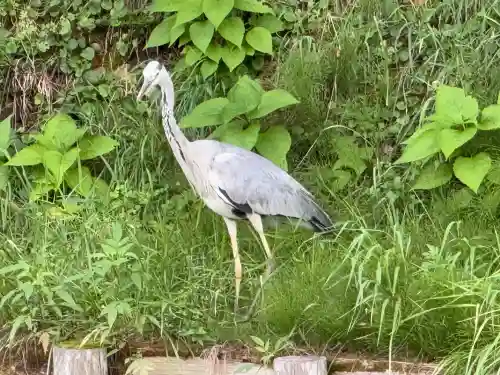 青森縣護國神社(青森県)