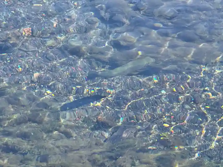 富士山本宮浅間大社(静岡県)