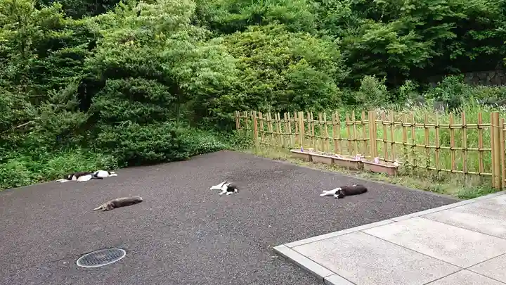 白金氷川神社の動物