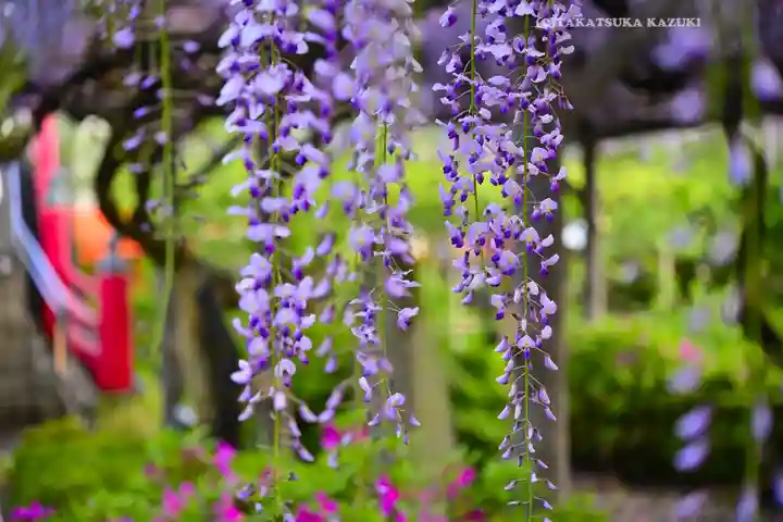亀戸天神社(東京都)