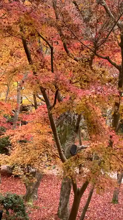 圓光寺(京都府)