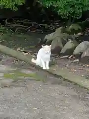 今市報徳二宮神社の動物