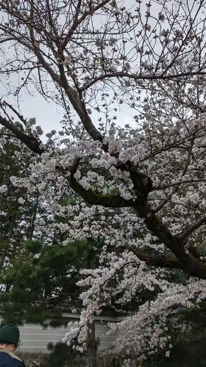 隨心院(随心院)(京都府)