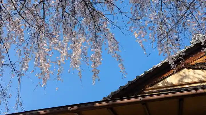 妙雲院(京都府)