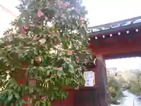 大巧寺の山門・神門