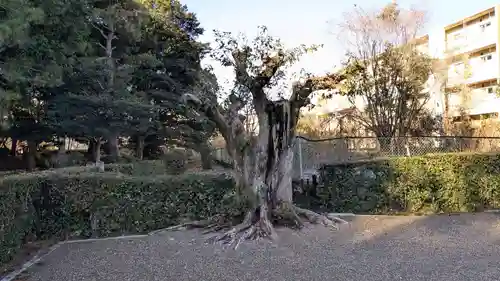 大光明寺陵の自然