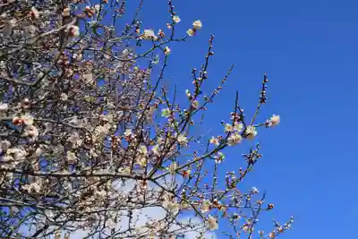 三春大神宮の自然