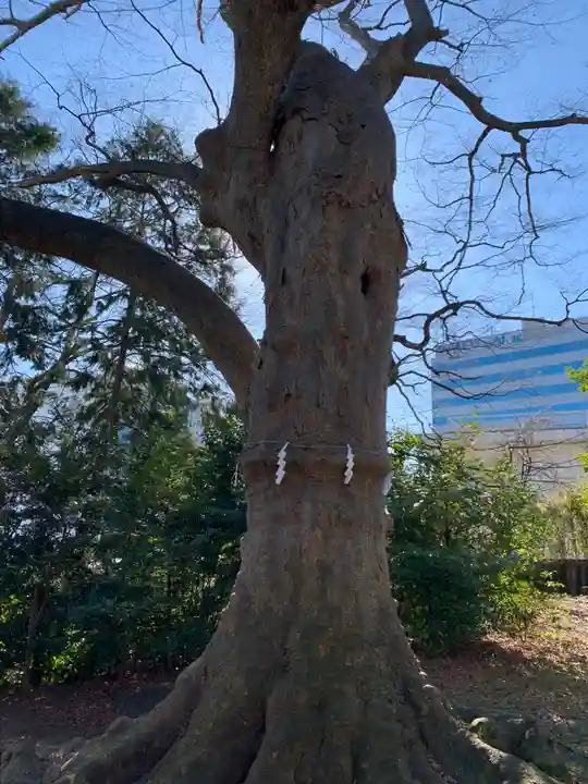 愛宕神社の自然