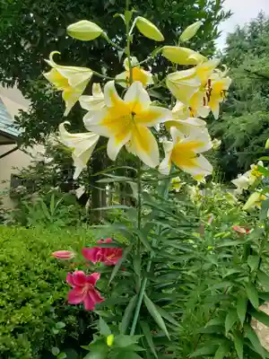 本郷氷川神社(東京都)