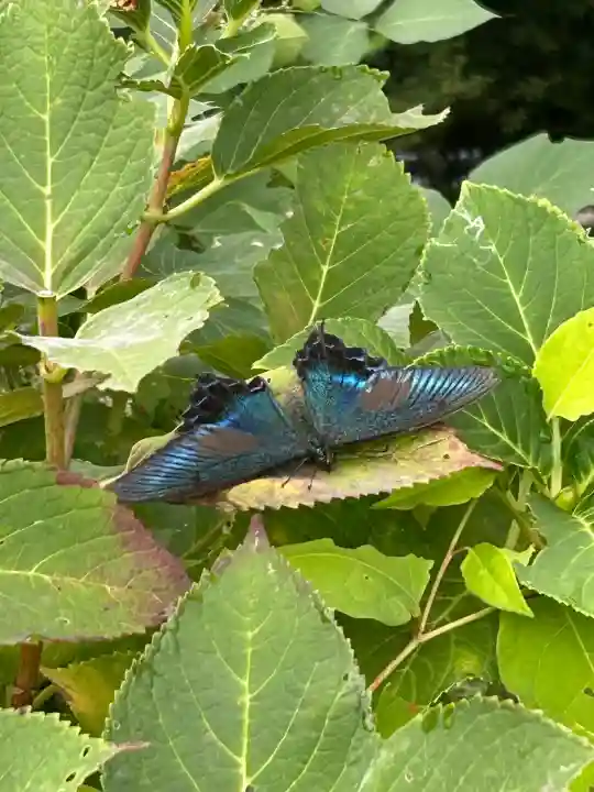横峰寺(愛媛県)
