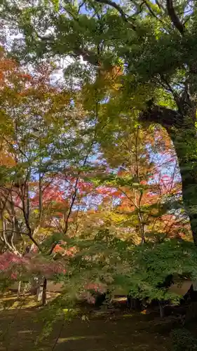 十輪寺(京都府)
