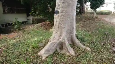 飯綱神社の自然