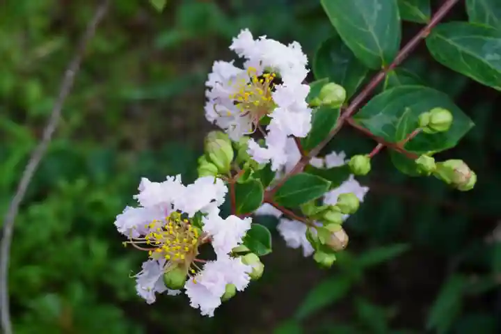 大松禅寺(京都府)