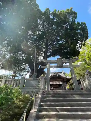 川島神社の鳥居