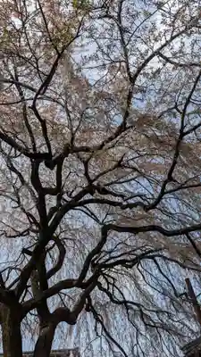 本満寺(本願満足寺)(京都府)