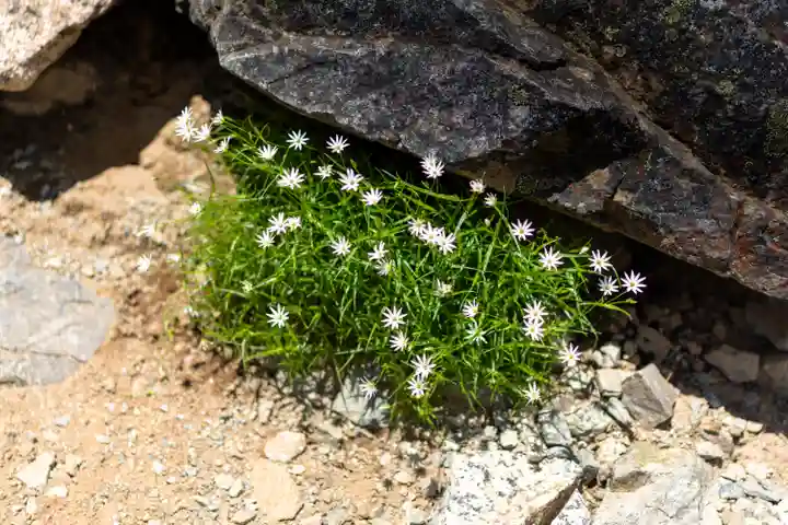 雄山神社峰本社の自然
