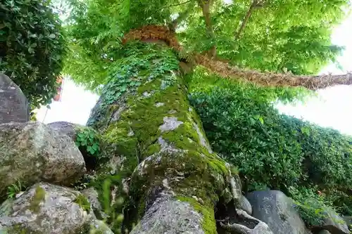 素佐男神社(大神神社境外末社)の自然